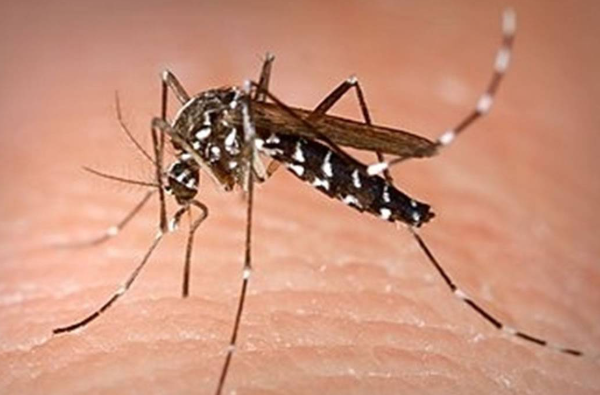టెనెరిఫ్ దోమ కాటు విషాదం